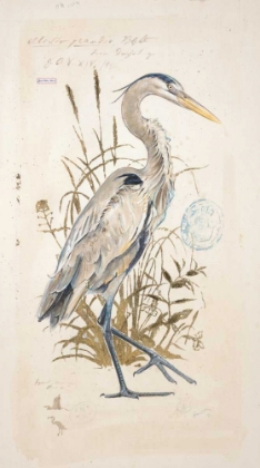 Picture of GREAT BLUE HERON