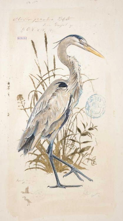 Picture of GREAT BLUE HERON