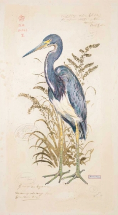 Picture of TRICOLOR HERON