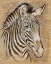 Picture of SAFARI ZEBRA