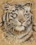 Picture of SAFARI TIGER