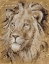 Picture of SAFARI LION