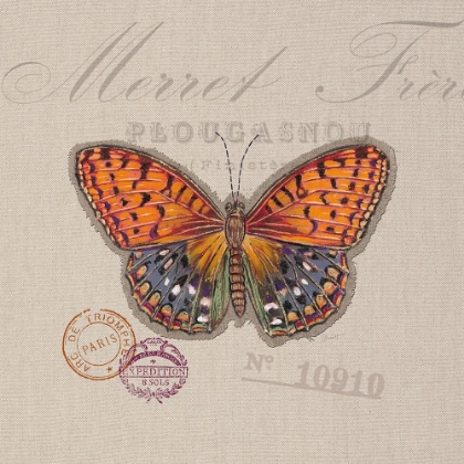Picture of BUTTERFLY SPECIES 1