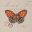 Picture of BUTTERFLY SPECIES 1