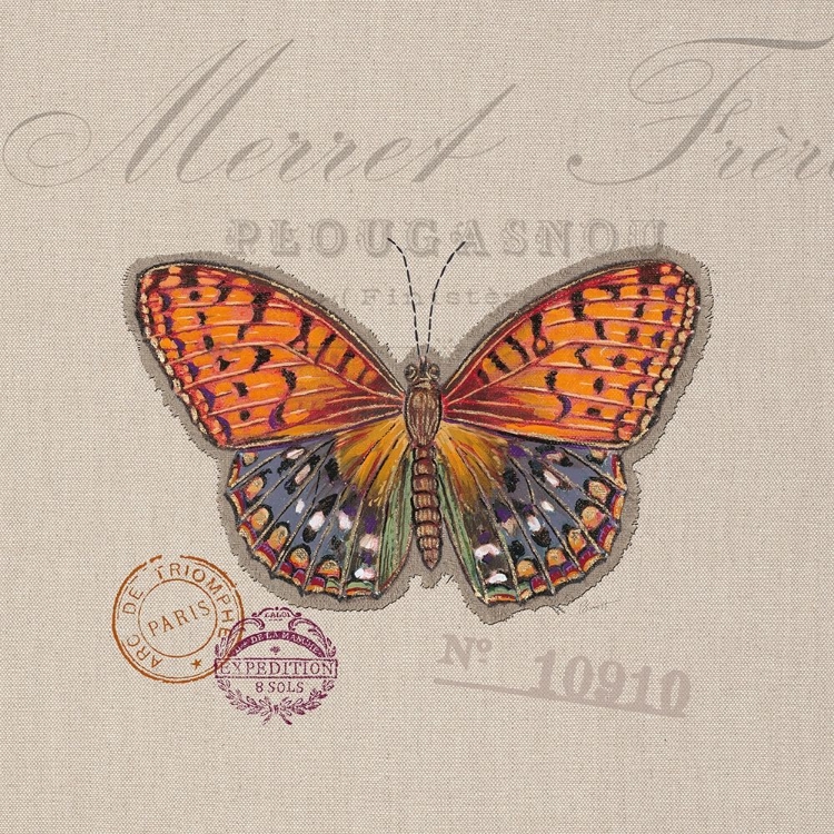 Picture of BUTTERFLY SPECIES 1