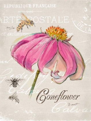 Picture of SKETCHBOOK CONEFLOWER 