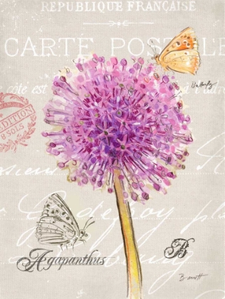Picture of SKETCHBOOK AGAPANTHUS