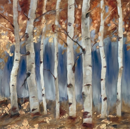 Picture of COPPER AND BLUE BIRCH TREES, SQUARE 1