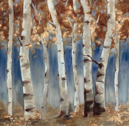 Picture of COPPER AND BLUE BIRCH TREES, SQUARE 2