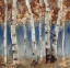 Picture of COPPER AND BLUE BIRCH TREES, SQUARE 2