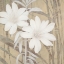 Picture of MODERN WHITE BLOSSOMS