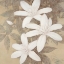 Picture of MODERN CREAM BLOSSOMS