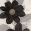 Picture of MIDNIGHT BLOOM