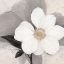 Picture of MIDDAY BLOOM