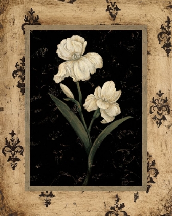 Picture of SILVER IRIS