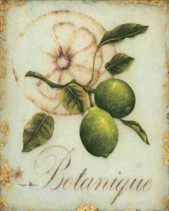 Picture of LIME RECOLLECTION