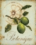 Picture of LIME RECOLLECTION