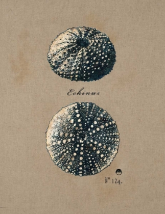 Picture of VINTAGE LINEN SEA URCHIN