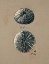 Picture of VINTAGE LINEN SEA URCHIN