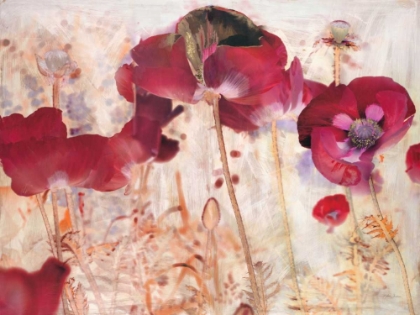 Picture of DREAMTIME POPPIES 