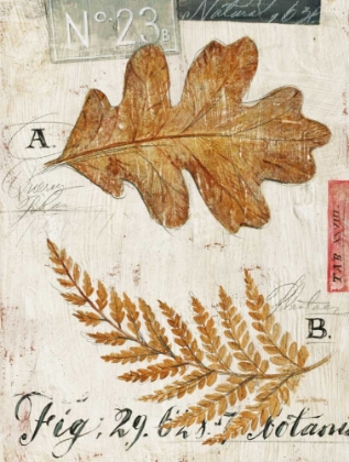 Picture of NATURES LEAVES