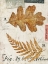 Picture of NATURES LEAVES
