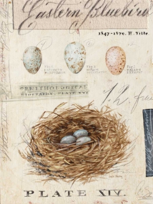 Picture of NATURES NEST