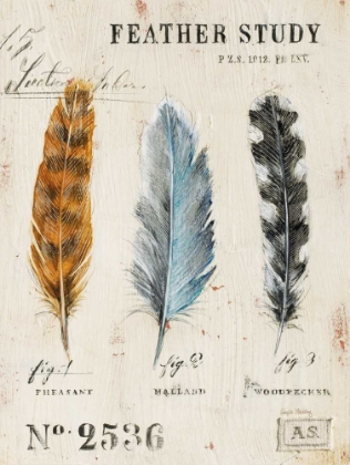 Picture of NATURES FEATHERS