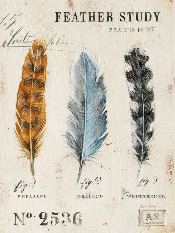 Picture of NATURES FEATHERS