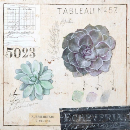 Picture of ECHEVERIA-SKETCHBOOK
