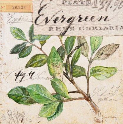 Picture of EVERGREEN BRANCH-SKETCHBOOK