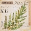 Picture of FERN LEAF-SKETCHBOOK