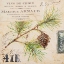 Picture of FIR BRANCH-SKETCHBOOK