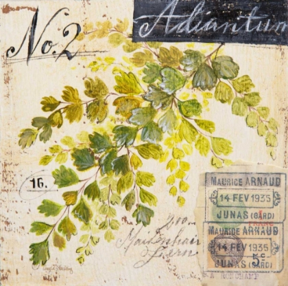 Picture of MAIDENHAIR FERN-SKETCHBOOK