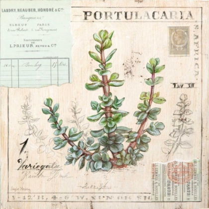 Picture of PORTULACARIA-SKETCHBOOK