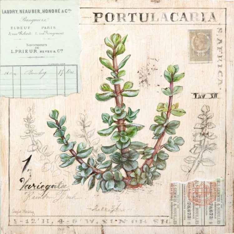 Picture of PORTULACARIA-SKETCHBOOK