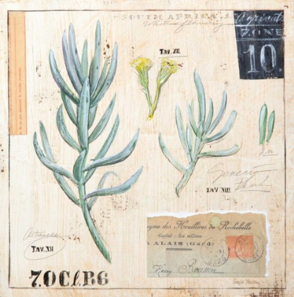 Picture of SENECIO-SKETCHBOOK
