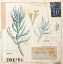 Picture of SENECIO-SKETCHBOOK
