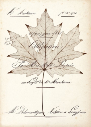 Picture of MAPLE DOCUMENT