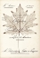 Picture of MAPLE DOCUMENT
