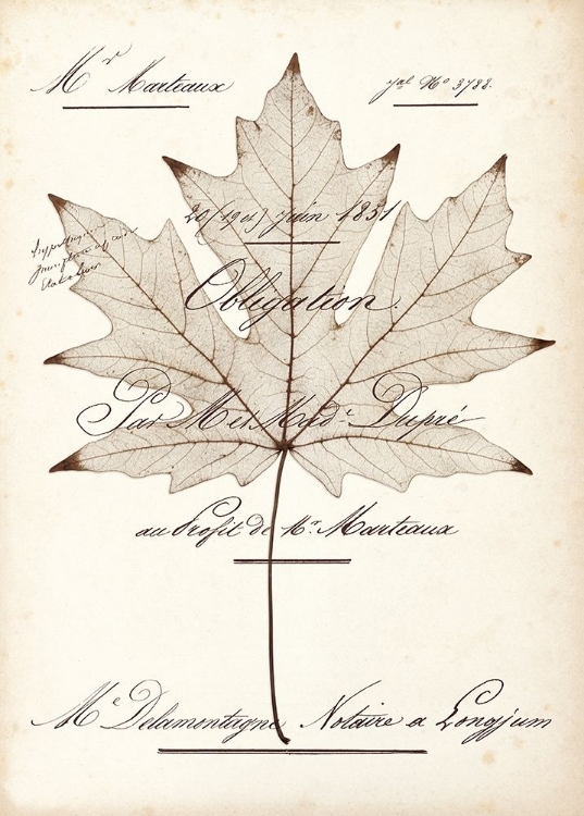 Picture of MAPLE DOCUMENT