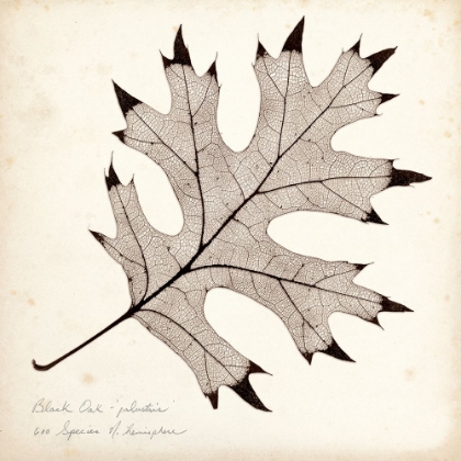 Picture of BLACK OAK LEAF