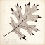 Picture of BLACK OAK LEAF