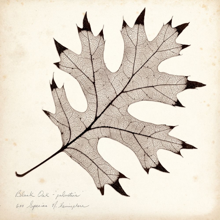 Picture of BLACK OAK LEAF