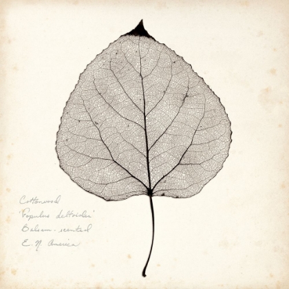 Picture of COTTONWOOD LEAF