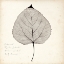 Picture of COTTONWOOD LEAF