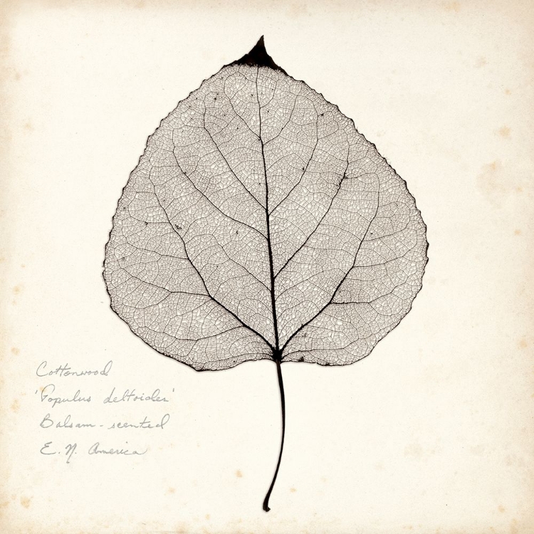 Picture of COTTONWOOD LEAF