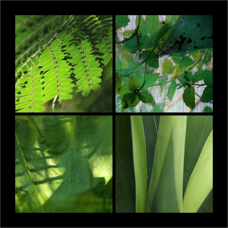 Picture of FRESH GREEN