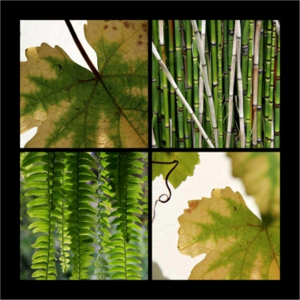 Picture of NATURE SHAPES
