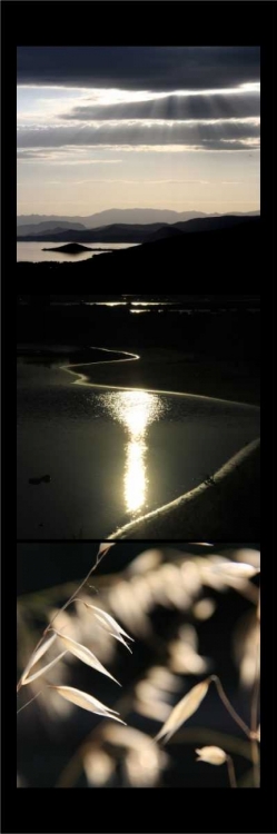Picture of MOON LIGHT ENCHANTMENT 